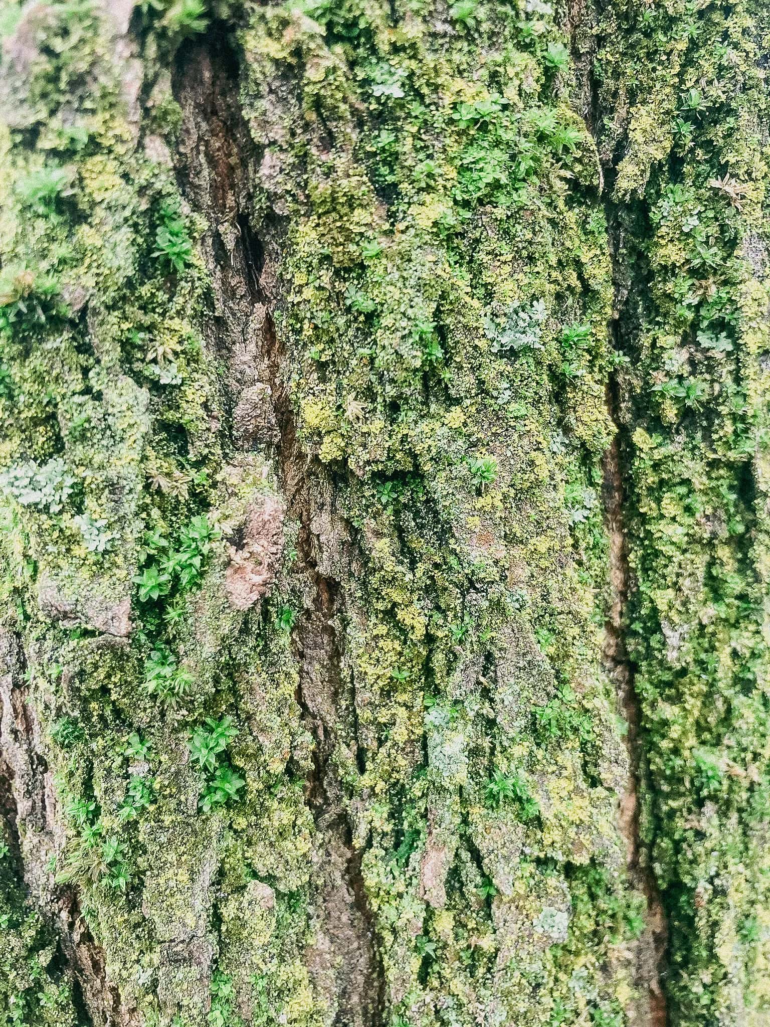 Il fusto di un albero alla Goccia, ricoperto da un manto brillante di muschio e licheni. Foto di @Gianluca Rapaccini