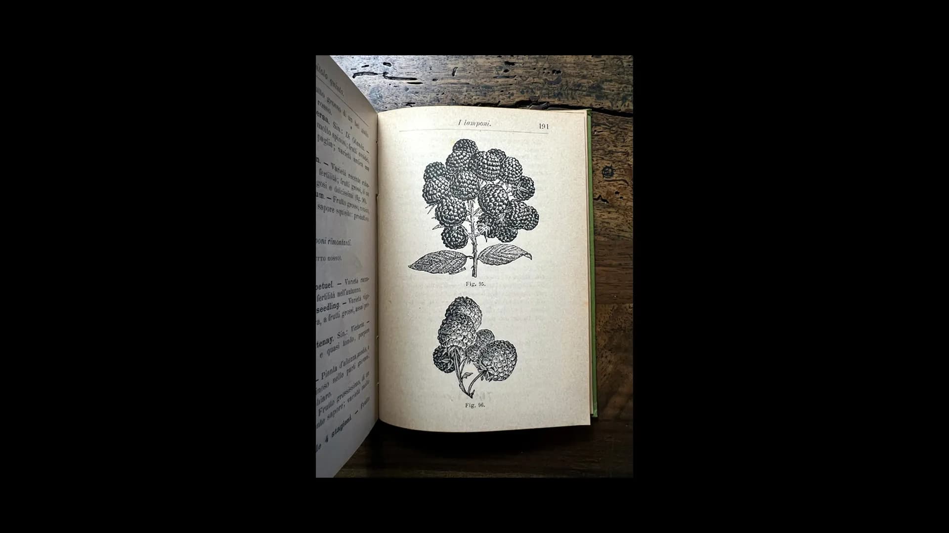 Lamponi, da un manualetto Heopli sui frutti rossi