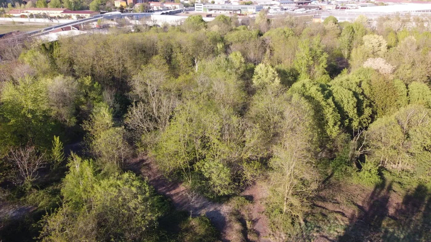 GOCCIA Home Forest 2