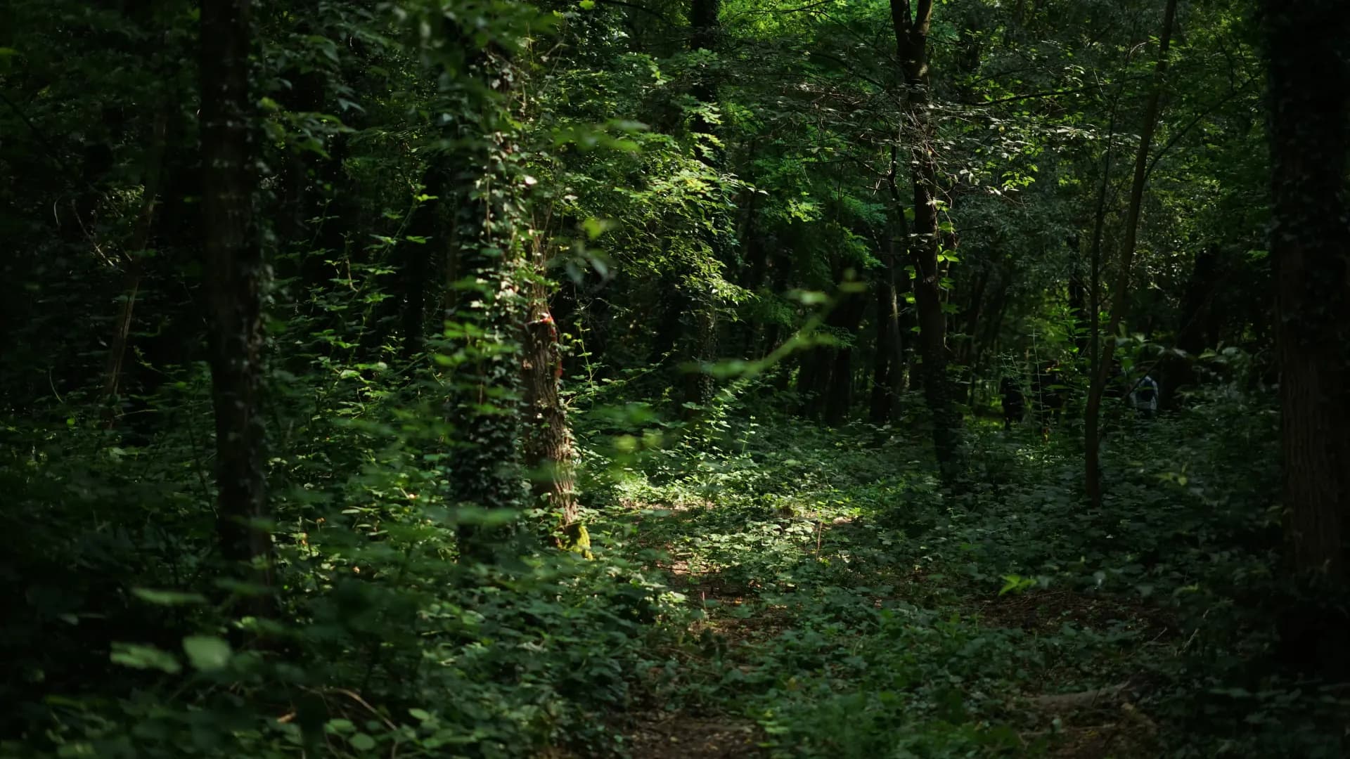 Uno scorcio del Bosco della Goccia, fotografato in un mattino del Giugno 2025. ©Camilla Morino