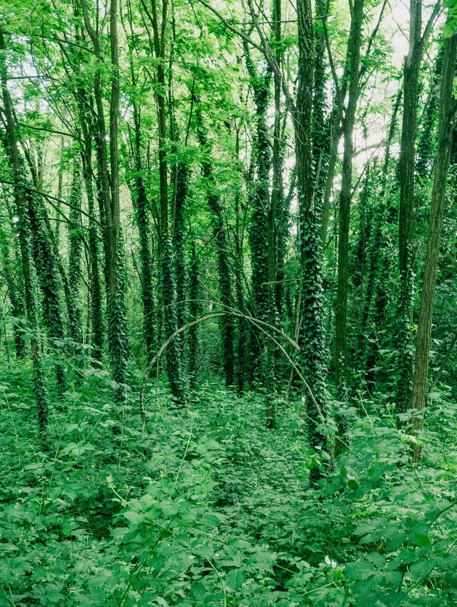 Oltre i confini del parco: ecologie urbane in dialogo