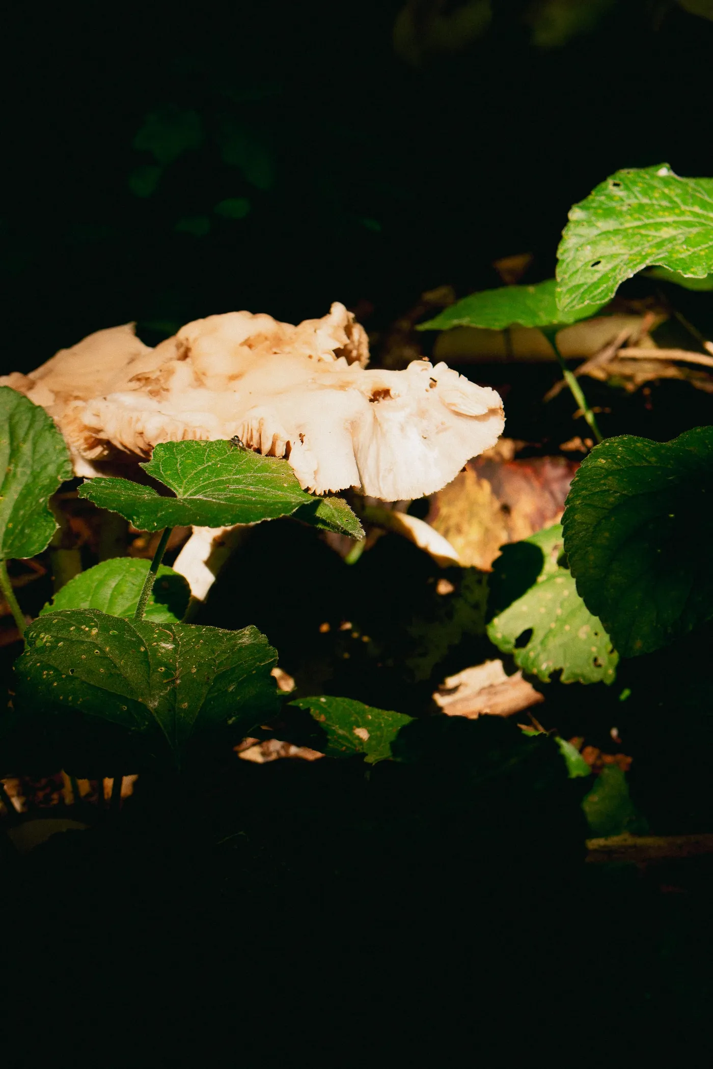 Oltre l’umano: un panel transdisciplinare per governare la biodiversità urbana