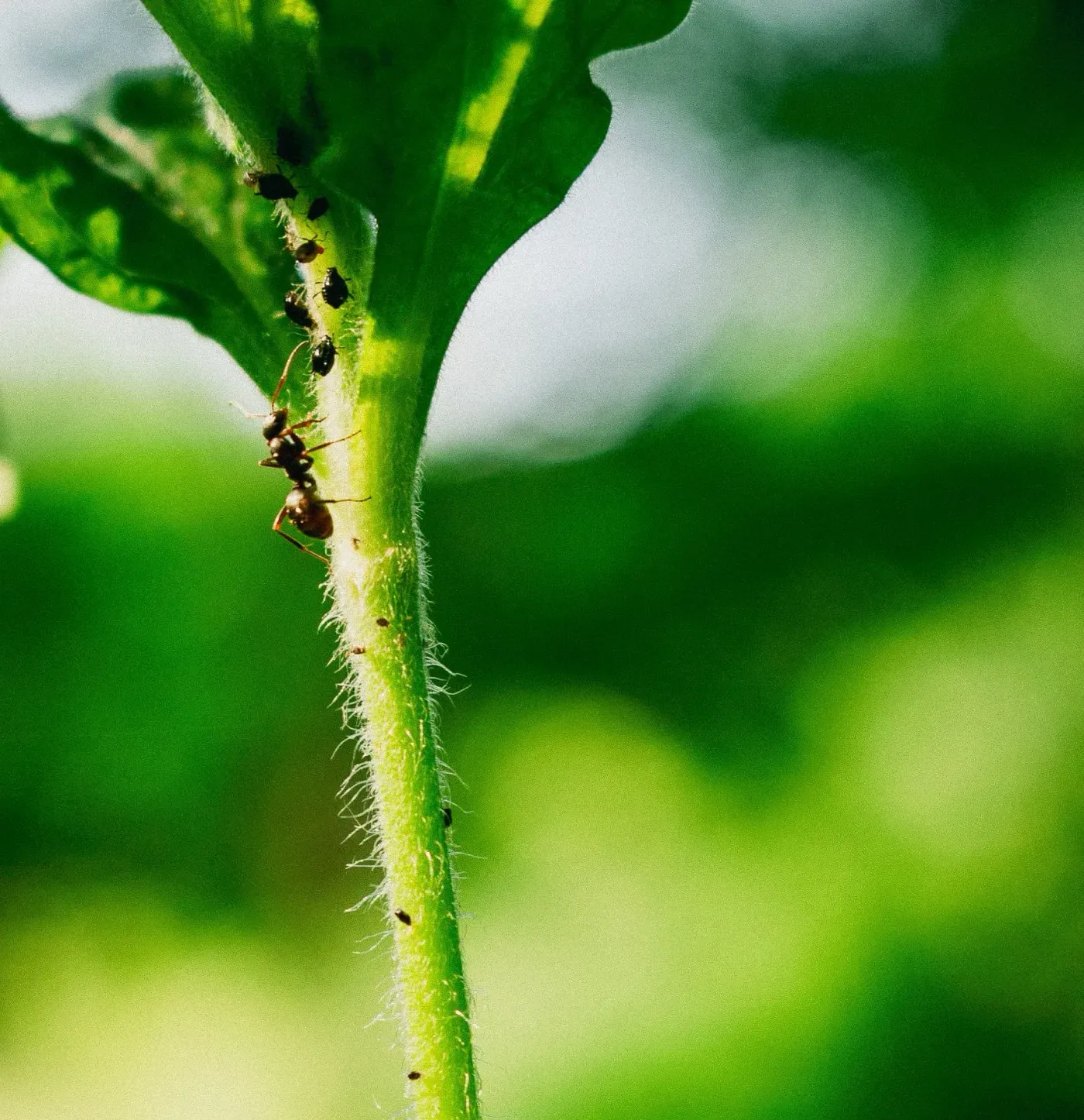 Hotel degli insetti: per scoprire e proteggere la biodiversità della goccia