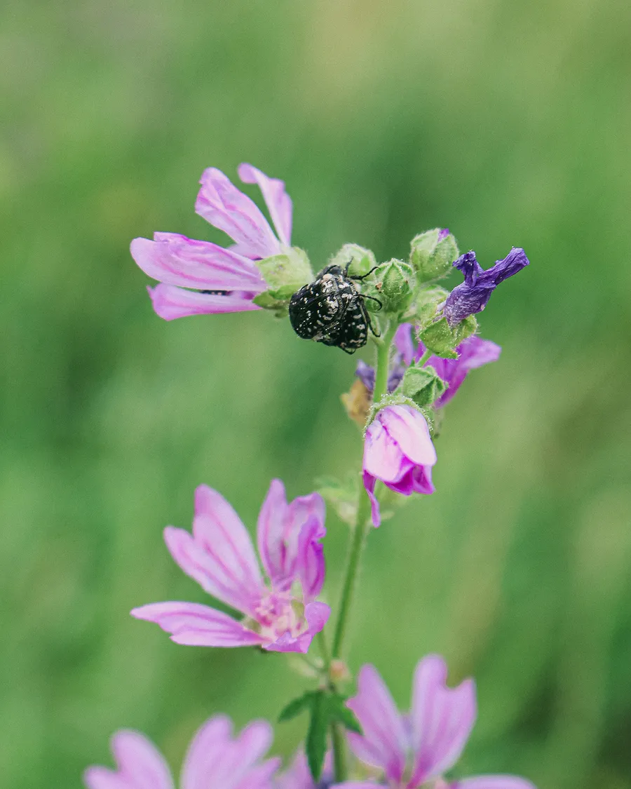 Hotel degli insetti: per scoprire e proteggere la biodiversità della Goccia