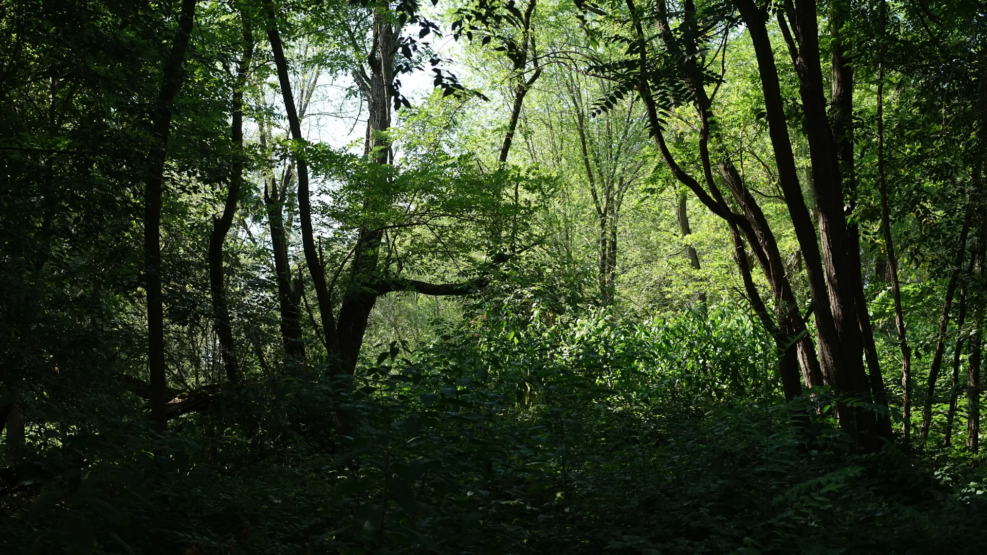 Veduta del bosco della Goccia. Foto di @Camilla Morino