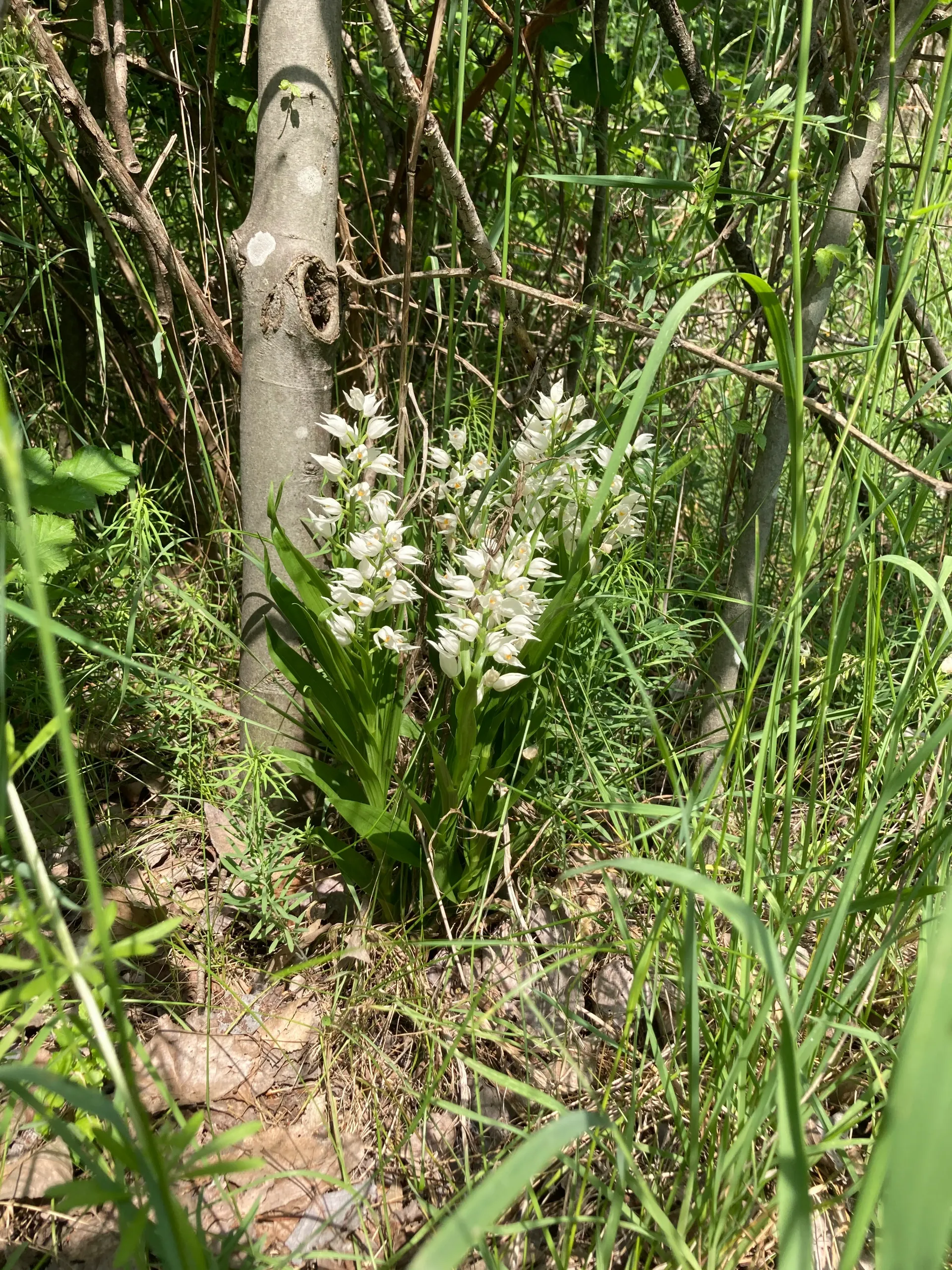 Cephalanthera-longifolia, una delle 250 specie botaniche diffuse nella Foresta della Goccia. @Terrapreta