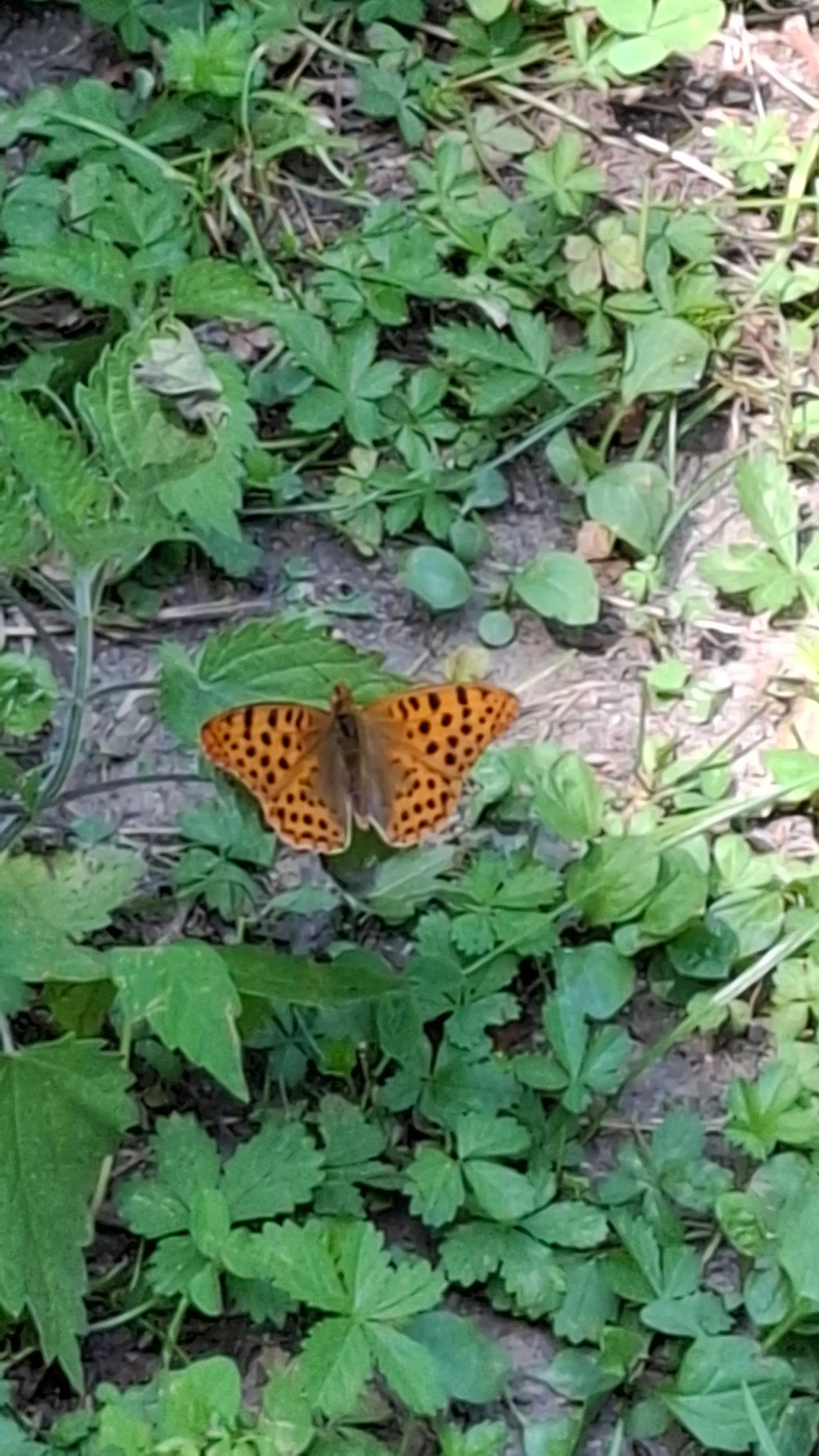 Studies on Lepidoptera, like those of Stefanelli, depend on seasonality and weather conditions ©Michele Turazzi