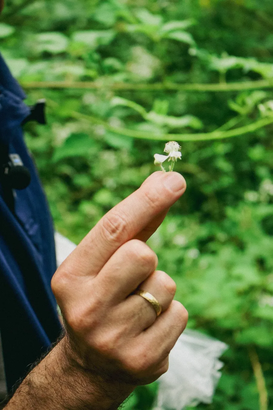 Piante e fiori della Goccia: lezione sulla biodiversità della foresta