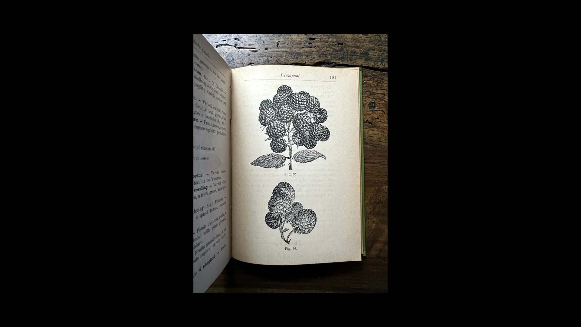 Raspberries, from a small Hoepli handbook on red berries.