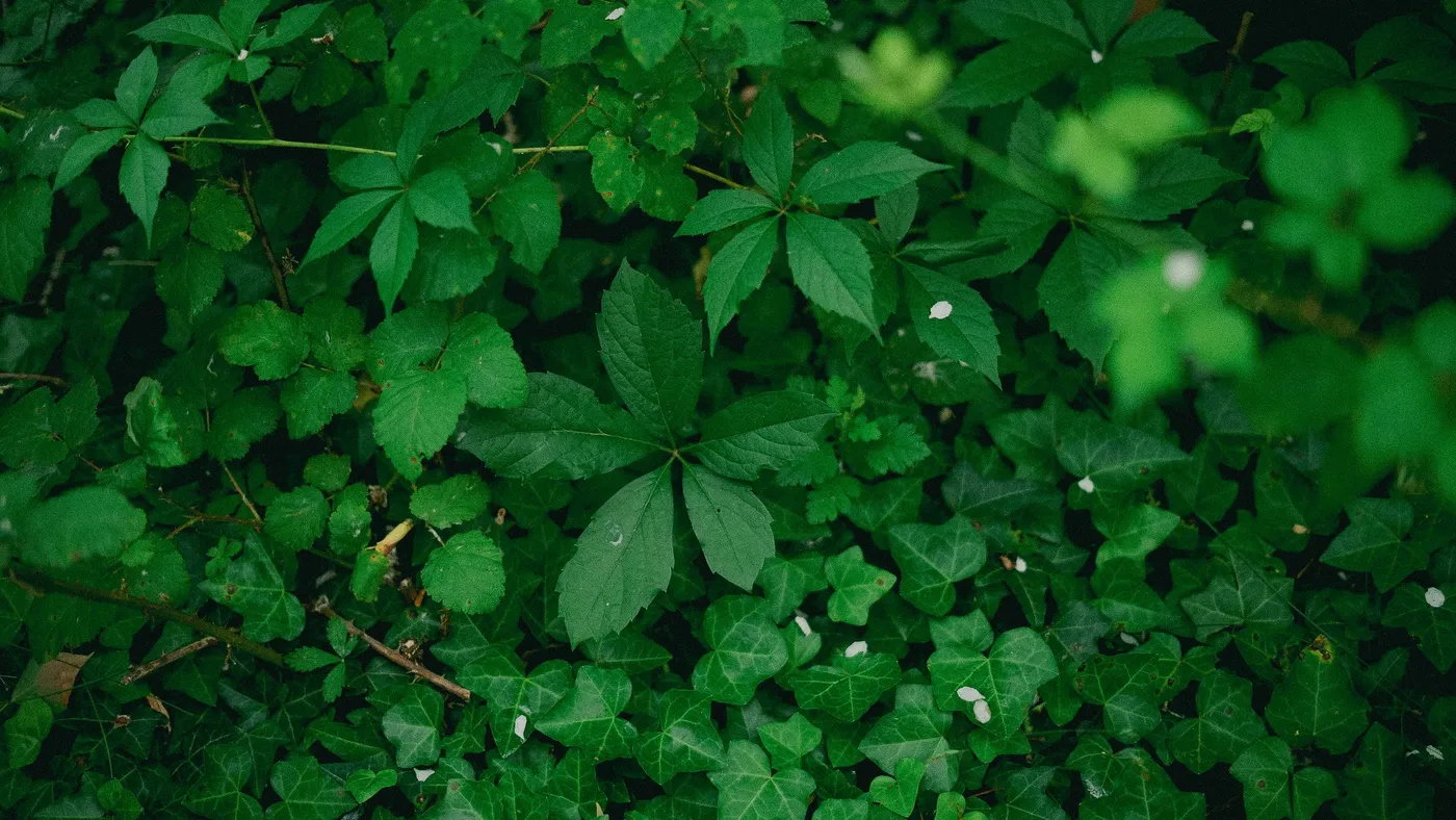 Il progetto GOCCIA: un talk istituzionale tra natura, città e alleanze interspecie