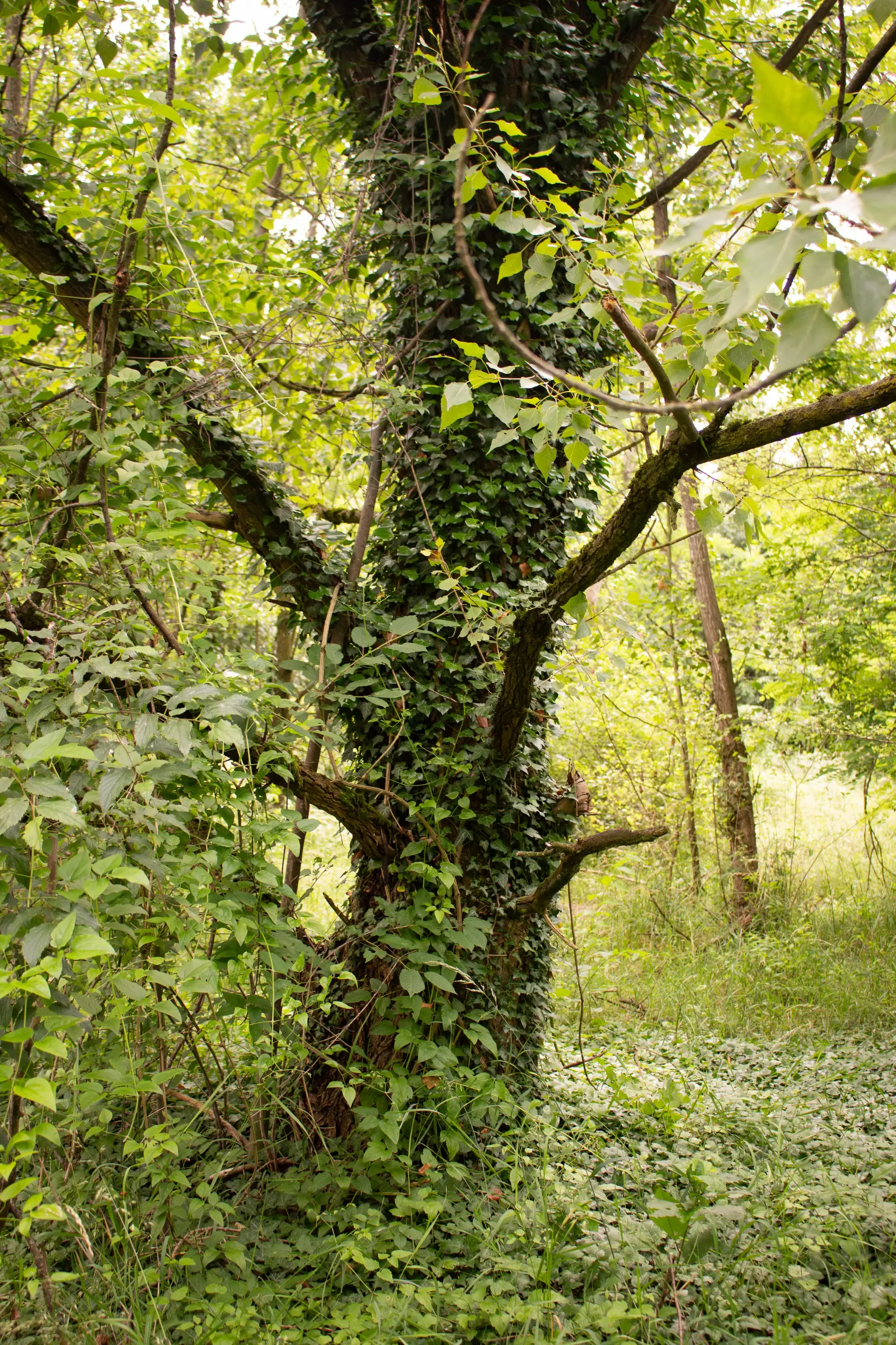 ©Luisa Facchinetti e Tommaso Tresso