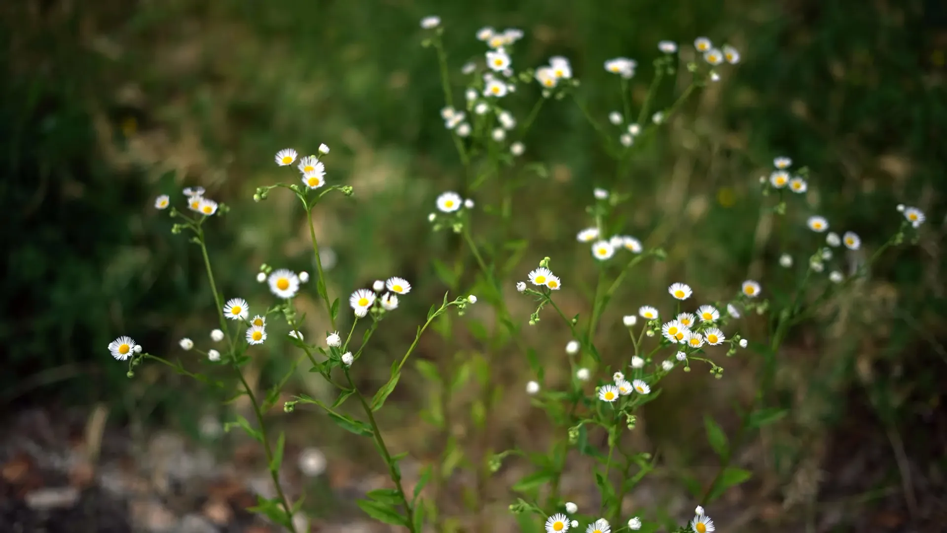Le margherite della Goccia