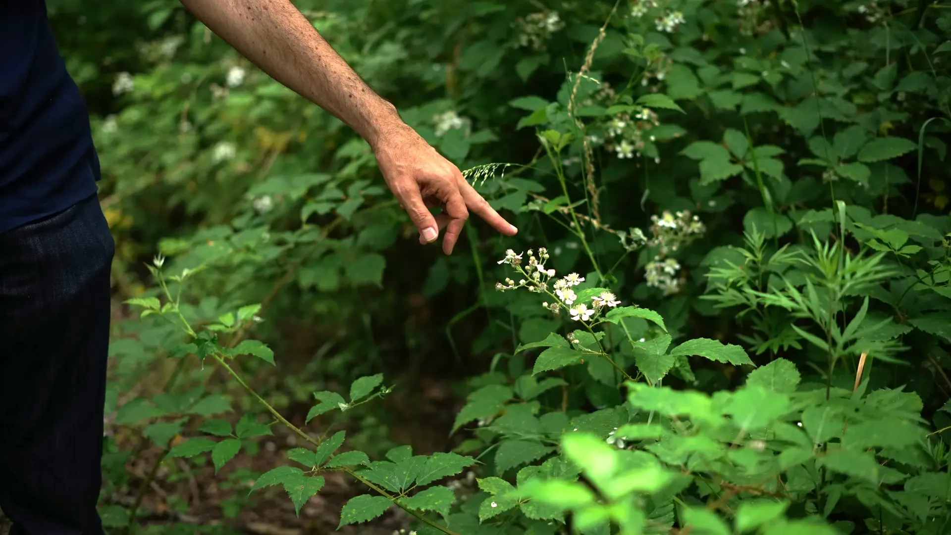 Sono circa 250 le piante censite alla Goccia