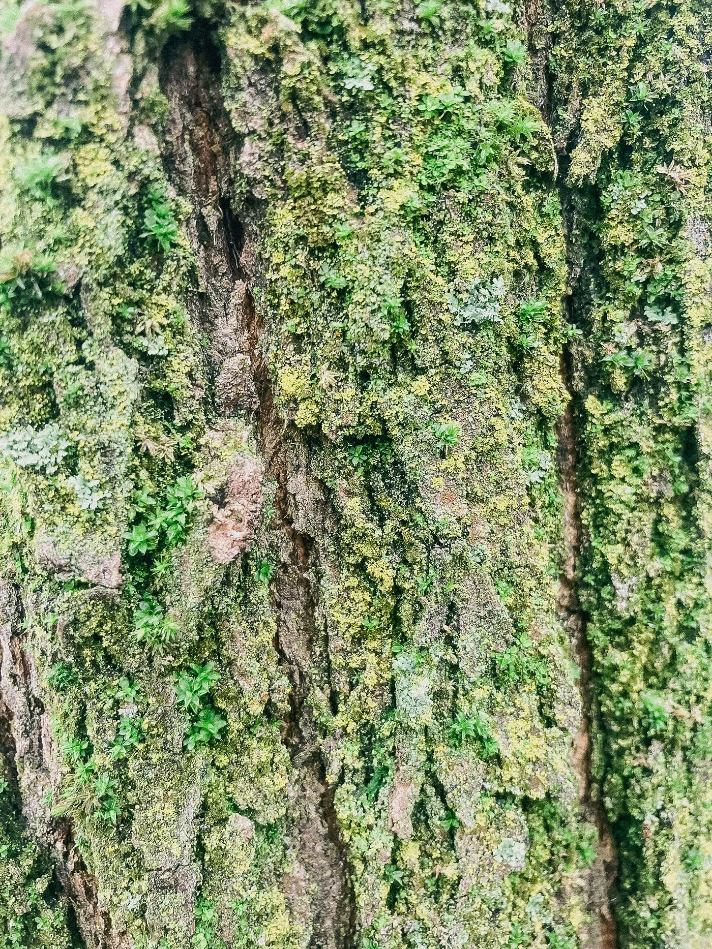 Il fusto di un albero alla Goccia, ricoperto da un manto brillante di muschio e licheni. Foto di @Gianluca Rapaccini